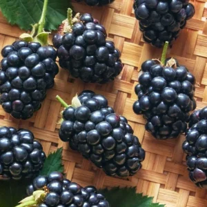 Thornless Blackberry Live Plants - 2 Pack, Primocane Fruiting, Large Sweet Fruit, 4-6 inch Starters - Image 8