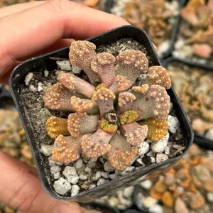 Titanopsis calcarea Live Plant - Concrete Leaf Succulent, Jewel Plant, 2 inch Pot - Image 2