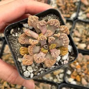 Titanopsis calcarea Live Plant - Concrete Leaf Succulent, Jewel Plant, 2 inch Pot - Image 3