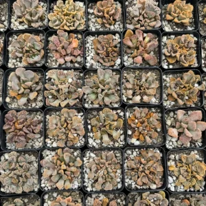Titanopsis calcarea Live Plant - Concrete Leaf Succulent, Jewel Plant, 2 inch Pot - Image 4