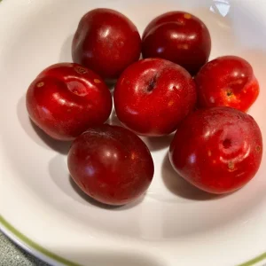 Toka Bubblegum Plum Tree - Grafted Live Plant, Self-Pollinating, Zones 3-8 - Image 3