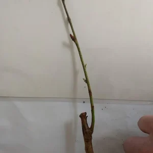 Toka Bubblegum Plum Tree - Grafted Live Plant, Self-Pollinating, Zones 3-8 - Image 5