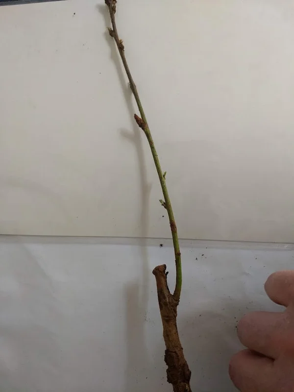 Toka Bubblegum Plum Tree - Grafted Live Plant, Self-Pollinating, Zones 3-8 - Image 5