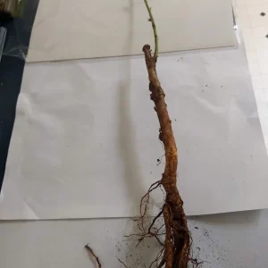 Toka Bubblegum Plum Tree - Grafted Live Plant, Self-Pollinating, Zones 3-8 - Image 6