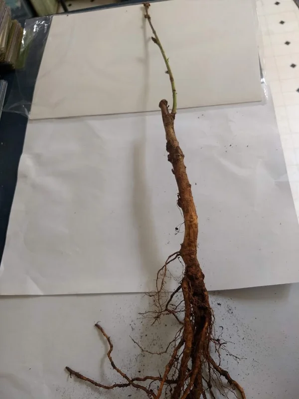 Toka Bubblegum Plum Tree - Grafted Live Plant, Self-Pollinating, Zones 3-8 - Image 6