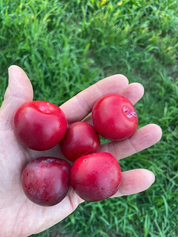 Toka Bubblegum Plum Tree - Grafted Live Plant, Self-Pollinating, Zones 3-8 - Image 1