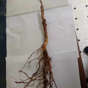 Toka Bubblegum Plum Tree - Grafted Live Plant, Self-Pollinating, Zones 3-8 - Image 7