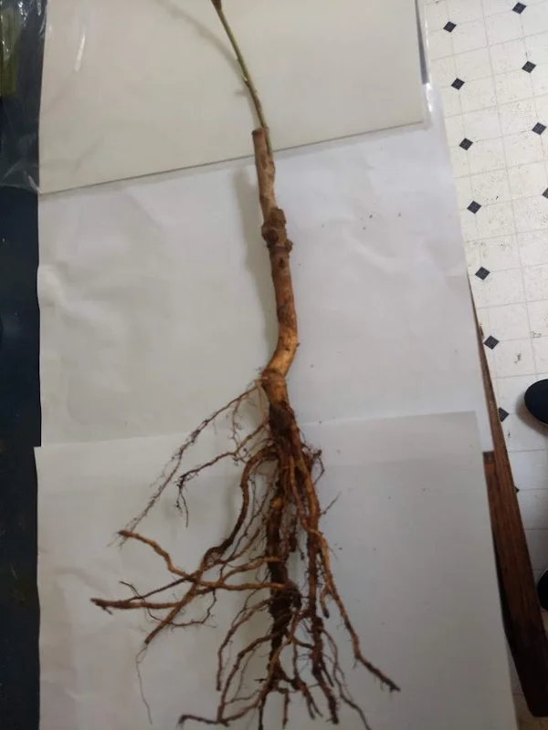 Toka Bubblegum Plum Tree - Grafted Live Plant, Self-Pollinating, Zones 3-8 - Image 7