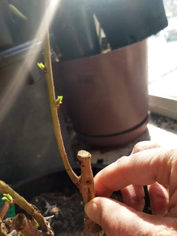 Toka Bubblegum Plum Tree - Grafted Live Plant, Self-Pollinating, Zones 3-8 - Image 8