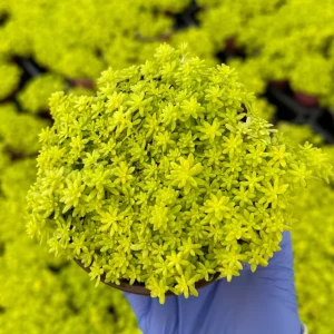 Tokyo Sun Stonecrop Live Plant | Yellow Succulent Ground Cover | Sedum Japonicum | 4-6 inches tall, 2-4 inch pot | Outdoor - Image 2