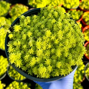 Tokyo Sun Stonecrop Live Plant | Yellow Succulent Ground Cover | Sedum Japonicum | 4-6 inches tall, 2-4 inch pot | Outdoor - Image 3