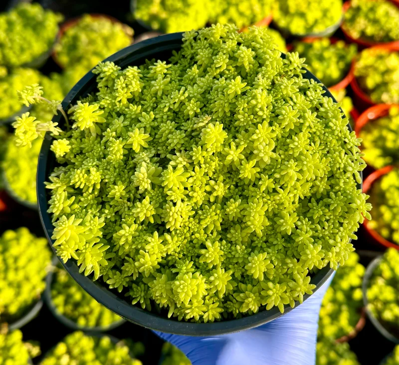 Tokyo Sun Stonecrop Live Plant | Yellow Succulent Ground Cover | Sedum Japonicum | 4-6 inches tall, 2-4 inch pot | Outdoor - Image 3