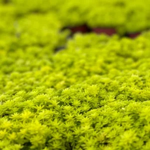 Tokyo Sun Stonecrop Live Plant | Yellow Succulent Ground Cover | Sedum Japonicum | 4-6 inches tall, 2-4 inch pot | Outdoor - Image 4