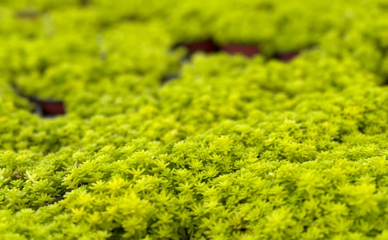 Tokyo Sun Stonecrop Live Plant | Yellow Succulent Ground Cover | Sedum Japonicum | 4-6 inches tall, 2-4 inch pot | Outdoor - Image 4