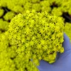Tokyo Sun Stonecrop Live Plant | Yellow Succulent Ground Cover | Sedum Japonicum | 4-6 inches tall, 2-4 inch pot | Outdoor - Image 1