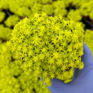 Tokyo Sun Stonecrop Live Plant | Yellow Succulent Ground Cover | Sedum Japonicum | 4-6 inches tall, 2-4 inch pot | Outdoor - Image 1