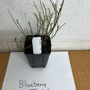 Top Hat Dwarf Blueberry Live Plant – 4 inch Pot – Outdoor Fruit Shrub - Image 2