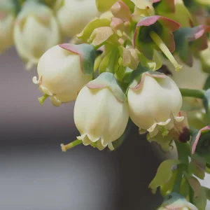 Top Hat Dwarf Blueberry Live Plant – 4 inch Pot – Outdoor Fruit Shrub - Image 4