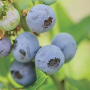 Top Hat Dwarf Blueberry Live Plant – 4 inch Pot – Outdoor Fruit Shrub - Image 1