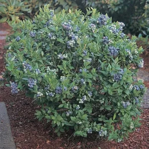 Top Hat Dwarf Blueberry Live Plant – 4 inch Pot – Outdoor Fruit Shrub - Image 5