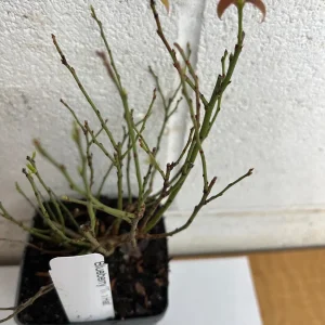 Top Hat Dwarf Blueberry Live Plant – 4 inch Pot – Outdoor Fruit Shrub - Image 6