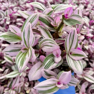 Tradescantia Nanouk Live Plant - Pink Wandering Jew Houseplant, Variegated Foliage - Image 2