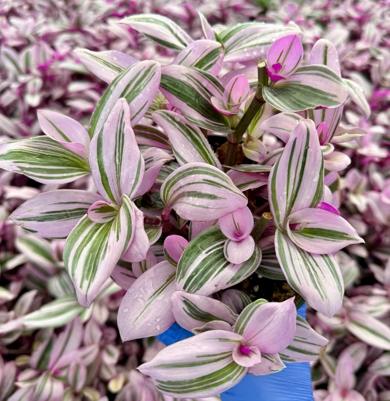 Tradescantia Nanouk Live Plant - Pink Wandering Jew Houseplant, Variegated Foliage - Image 2