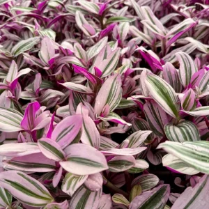 Tradescantia Nanouk Live Plant - Pink Wandering Jew Houseplant, Variegated Foliage - Image 3
