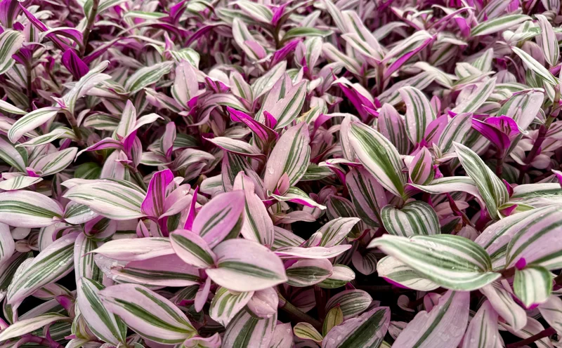 Tradescantia Nanouk Live Plant - Pink Wandering Jew Houseplant, Variegated Foliage - Image 3