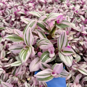 Tradescantia Nanouk Live Plant - Pink Wandering Jew Houseplant, Variegated Foliage - Image 1