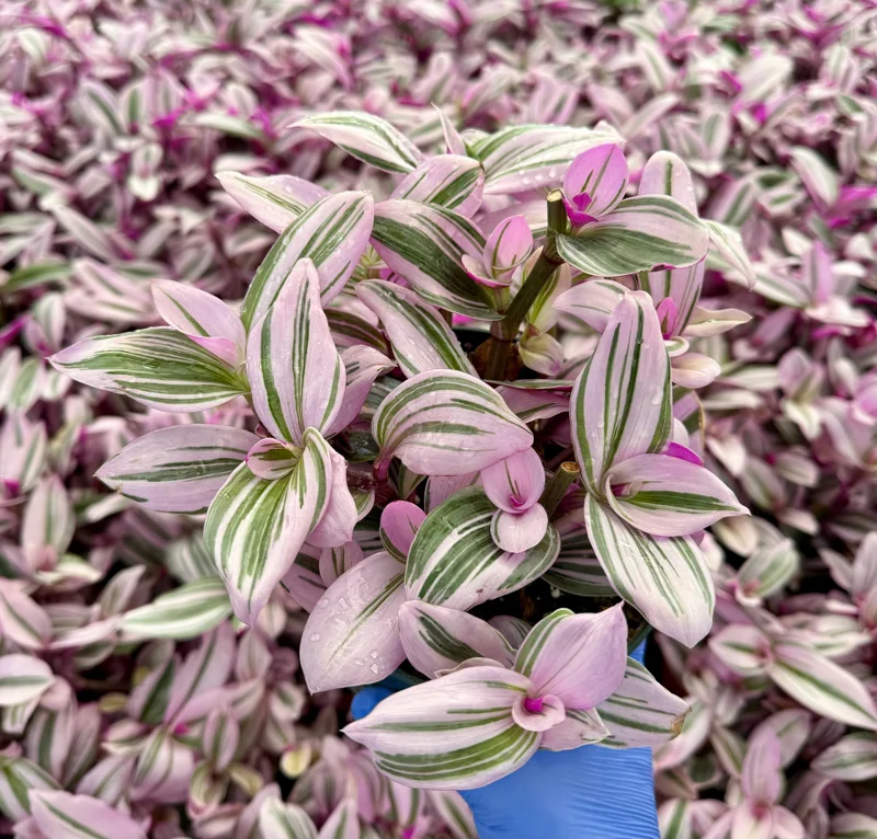 Tradescantia Nanouk Live Plant - Pink Wandering Jew Houseplant, Variegated Foliage - Image 1
