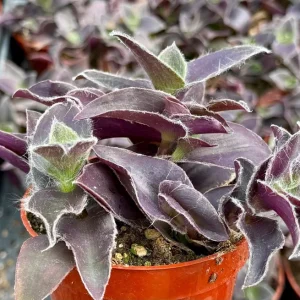 Tradescantia Pallida 'Pale Puma' Live Plant - Fuzzy Purple Foliage, 4 inch Pot - Image 2