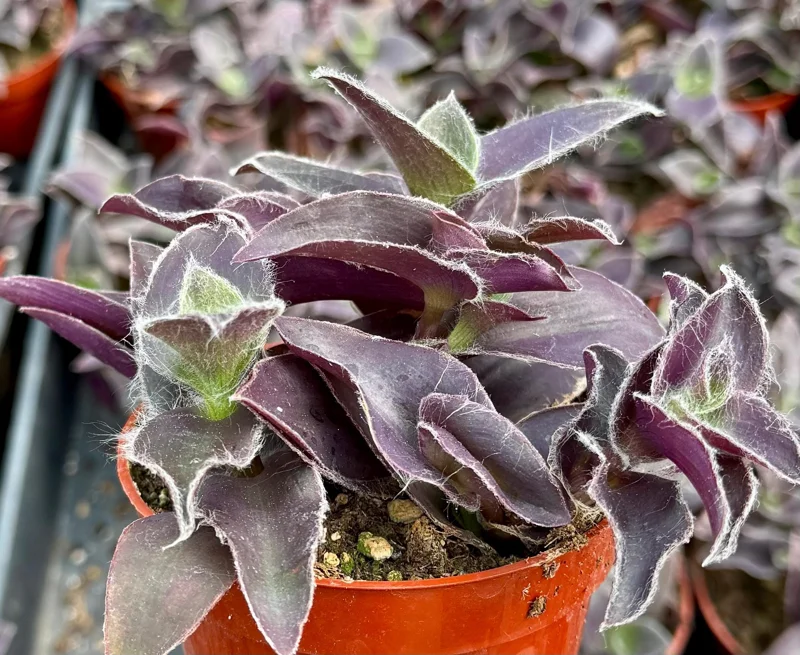Tradescantia Pallida 'Pale Puma' Live Plant - Fuzzy Purple Foliage, 4 inch Pot - Image 2