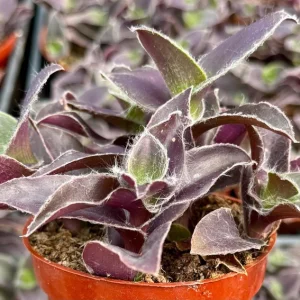 Tradescantia Pallida 'Pale Puma' Live Plant - Fuzzy Purple Foliage, 4 inch Pot - Image 3