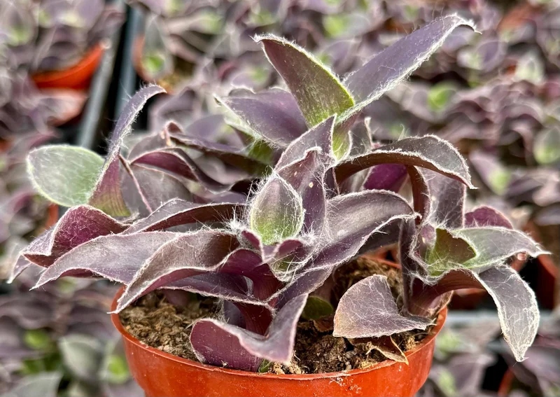 Tradescantia Pallida 'Pale Puma' Live Plant - Fuzzy Purple Foliage, 4 inch Pot - Image 3