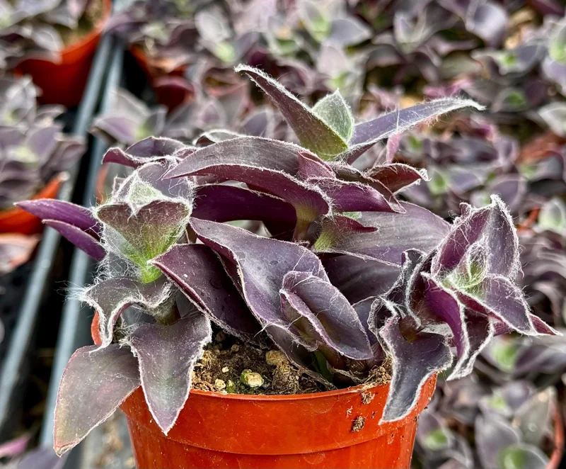 Tradescantia Pallida 'Pale Puma' Live Plant - Fuzzy Purple Foliage, 4 inch Pot - Image 4