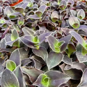 Tradescantia Pallida 'Pale Puma' Live Plant - Fuzzy Purple Foliage, 4 inch Pot - Image 5