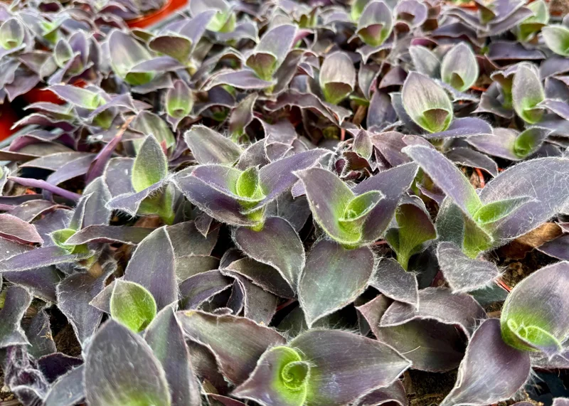 Tradescantia Pallida 'Pale Puma' Live Plant - Fuzzy Purple Foliage, 4 inch Pot - Image 5