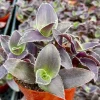 Tradescantia Pallida 'Pale Puma' Live Plant - Fuzzy Purple Foliage, 4 inch Pot - Image 1