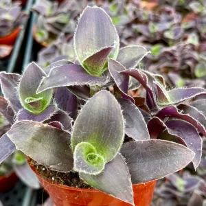 Tradescantia Pallida 'Pale Puma' Live Plant - Fuzzy Purple Foliage, 4 inch Pot - Image 1