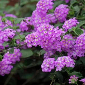 Trailing Lavender Lantana Live Plant – 4-6 inches Tall – Colorful Long-Blooming Perennial for Outdoor Gardens - Image 3