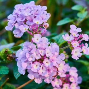 Trailing Lavender Lantana Live Plant – 4-6 inches Tall – Colorful Long-Blooming Perennial for Outdoor Gardens - Image 5