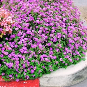 Trailing Lavender Lantana Live Plant – 4-6 inches Tall – Colorful Long-Blooming Perennial for Outdoor Gardens - Image 7