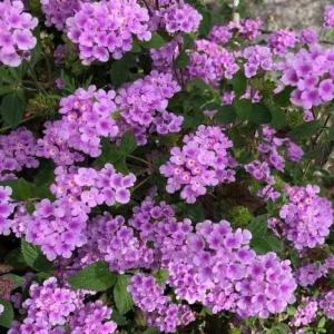 Trailing Lavender Lantana Live Plant – 4-6
