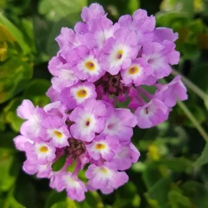 Trailing Lavender Lantana Live Plant – 4-6
