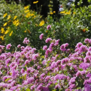 Trailing Lavender Lantana Live Plant Set – 3 Plants, 4-6