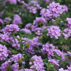 Trailing Lavender Lantana Live Plant Set – 3 Plants, 4-6