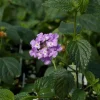 Trailing Lavender Lantana Live Plant Set – 3 Plants, 4-6" Tall, Rooted in Soil – Hardy Perennial - Image 1