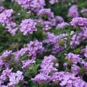 Trailing Lavender Lantana Live Plant Set – 3 Plants, 4-6