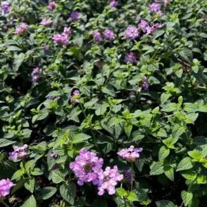 Trailing Lavender Lantana Live Plant Set – 3 Plants, 4-6